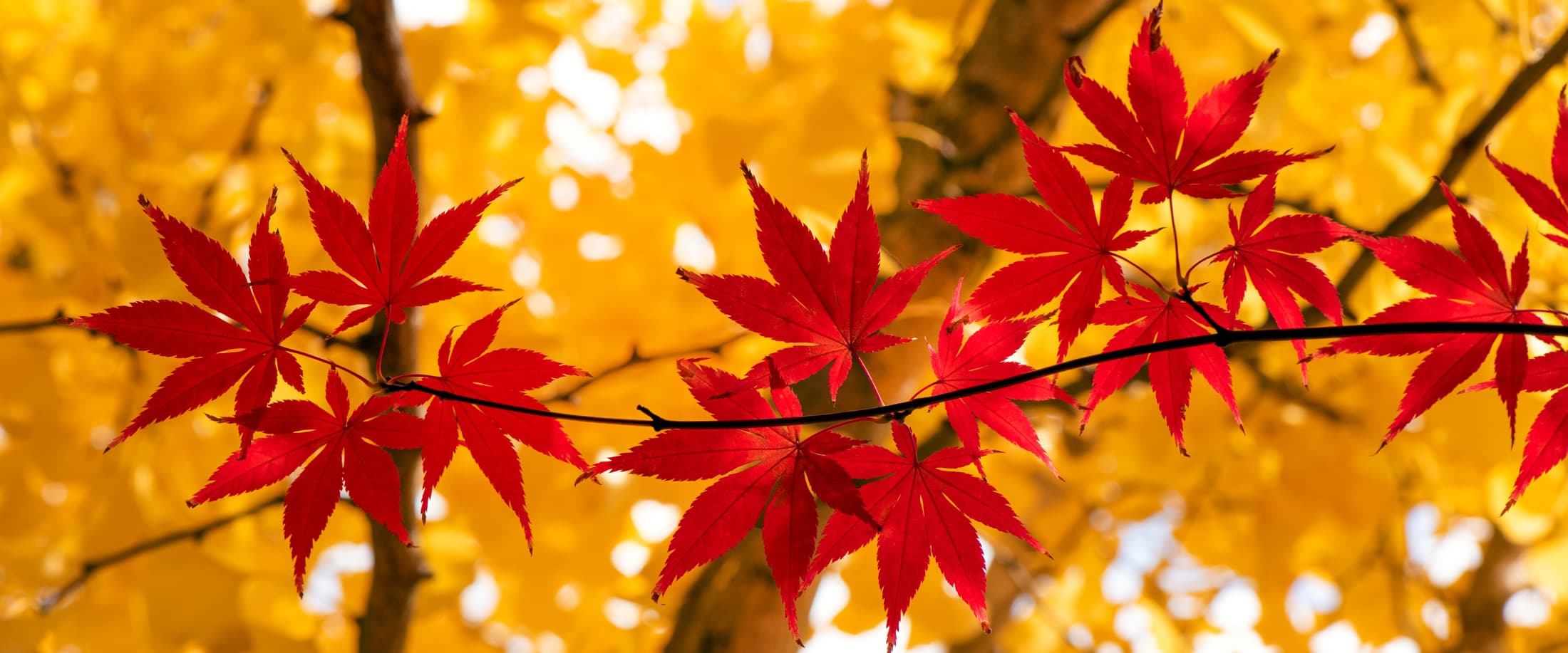 Érable et Gingko en automne