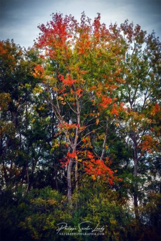 Feuillage d'automne en Lorraine