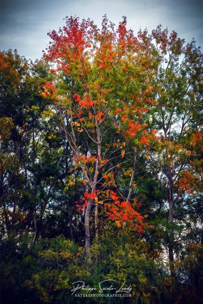 Feuillage d'automne en Lorraine