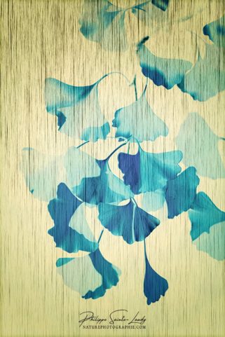 Photo avec texture sur feuilles de ginkgo