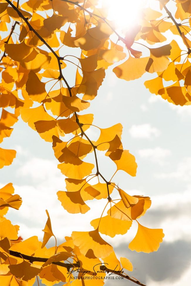 Ginkgo sur fond de ciel
