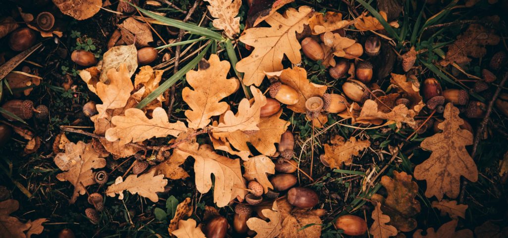 Glands et feuilles de chênes au sol en forêt