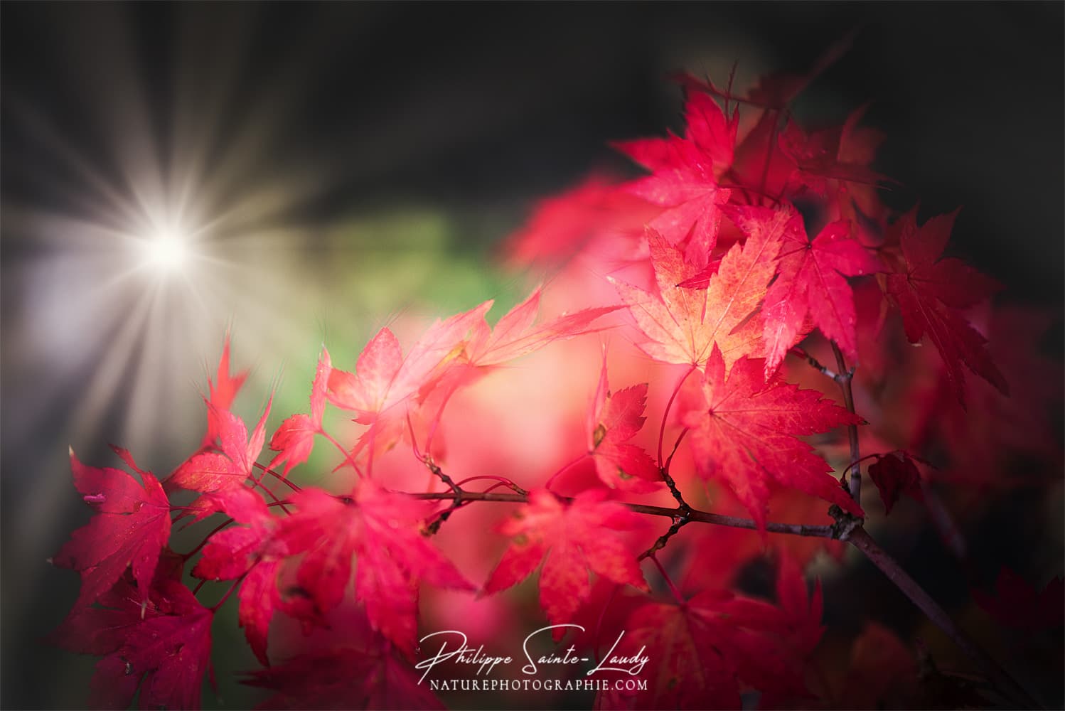 Rayons de soleil sur un érable rouge