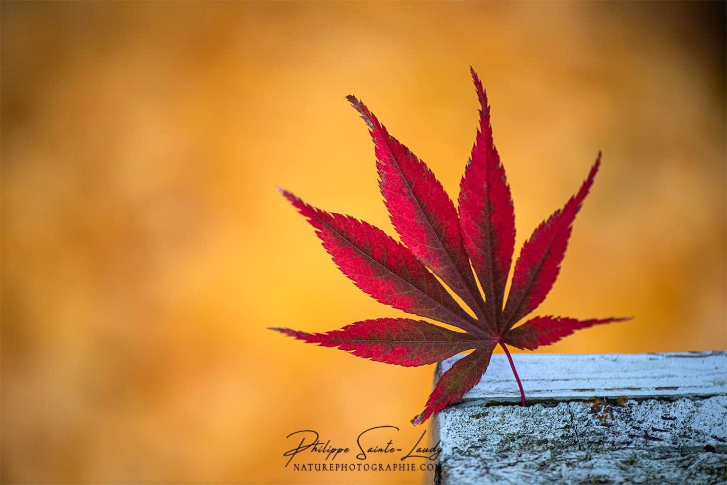 Gros plan sur une feuille d'érable en automne
