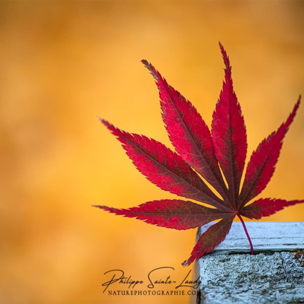 Gros plan sur une feuille d'érable en automne