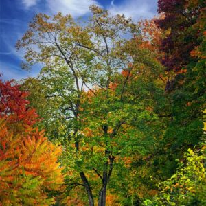 Kaleidoscopic Universe Des couleurs d'automne