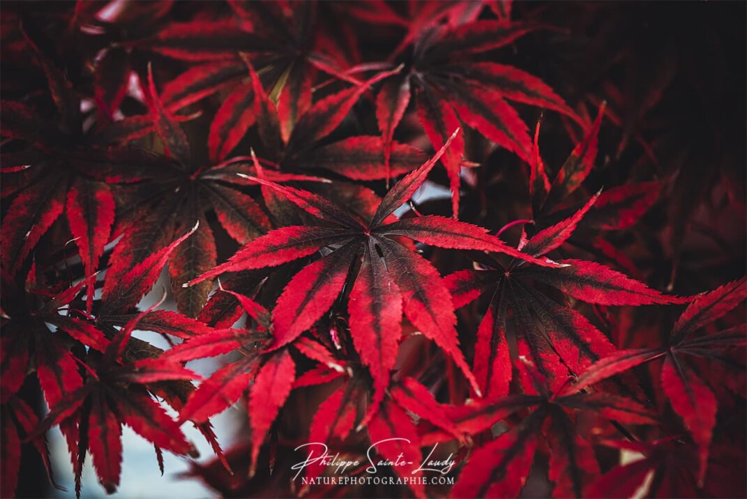 Texture cuir pour ces feuilles d'érable