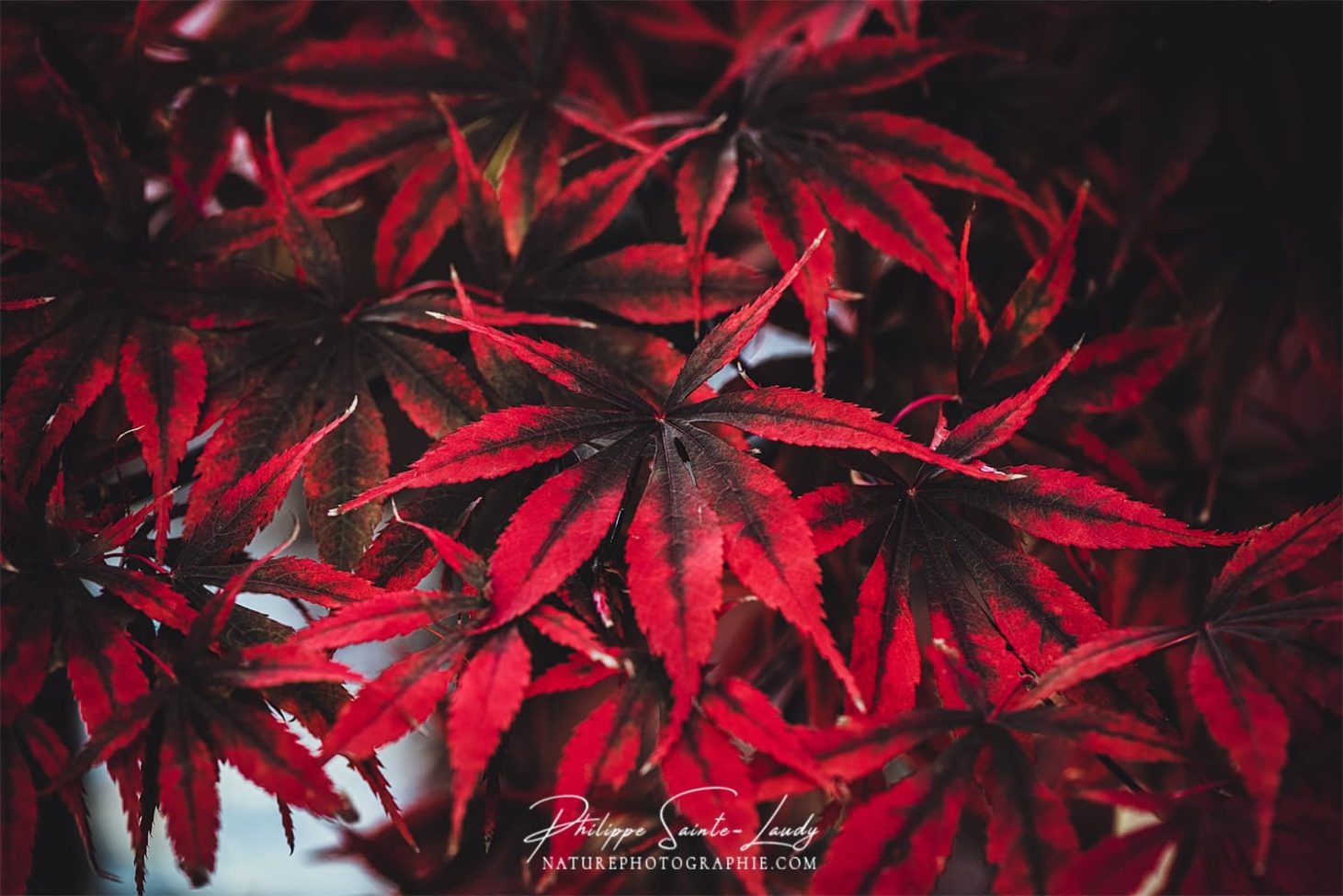 Texture cuir pour ces feuilles d'érable