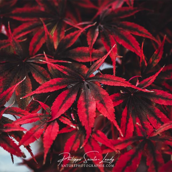 Texture cuir pour ces feuilles d'érable