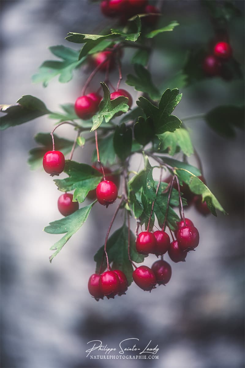 Baies sauvages rouges