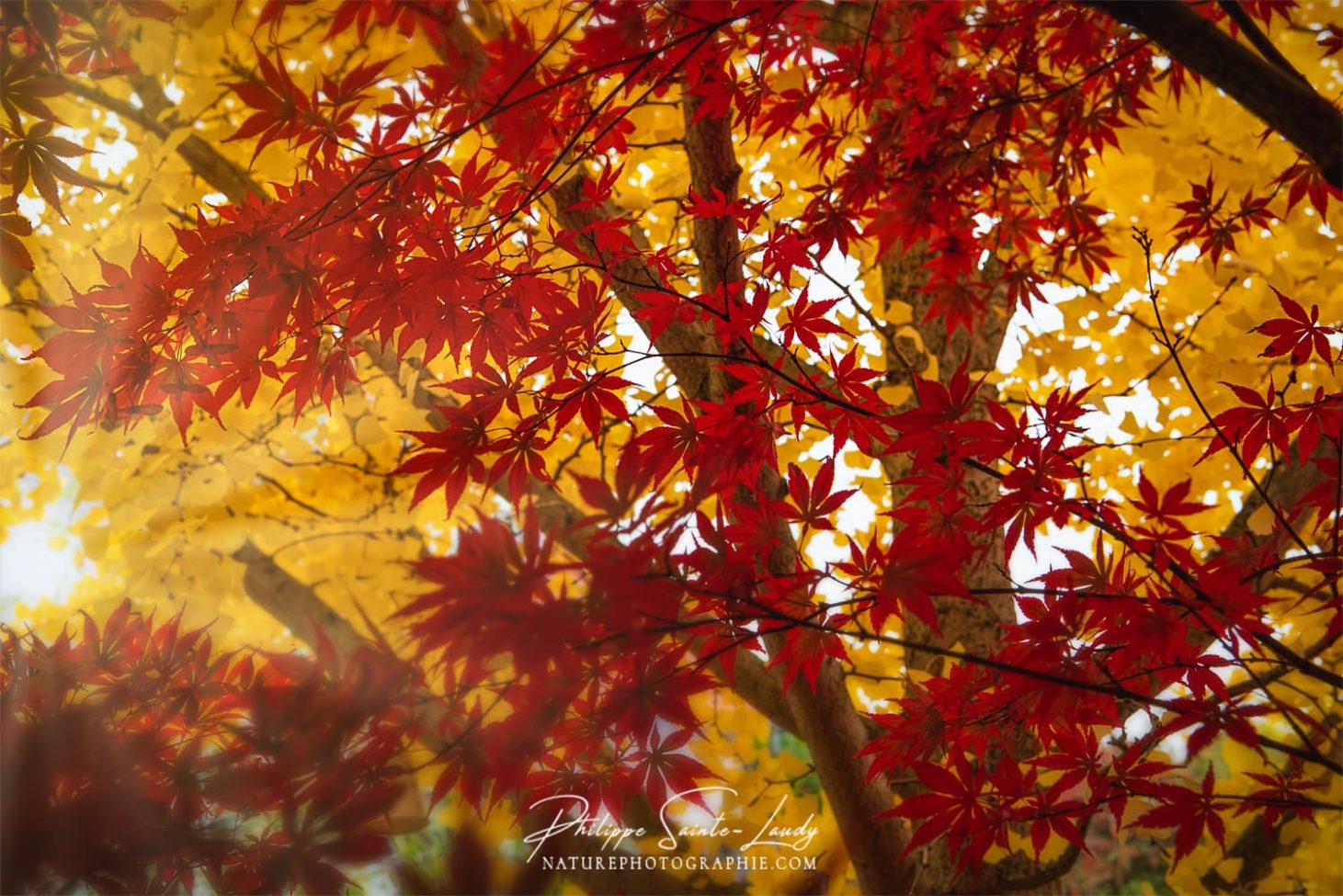Rayons de soleil dans un ginkgo biloba