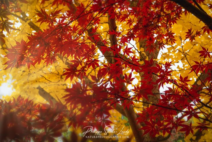 Rayons de soleil dans un ginkgo biloba