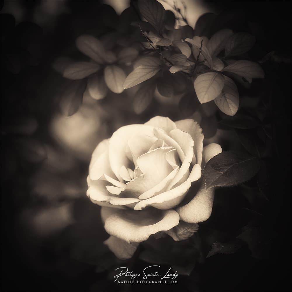 Rose vintage