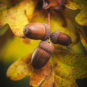 Oak Des glands en automne