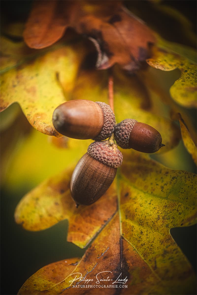 Des glands en automne