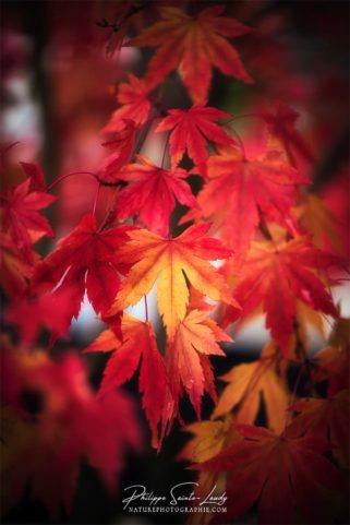 Automne rouge