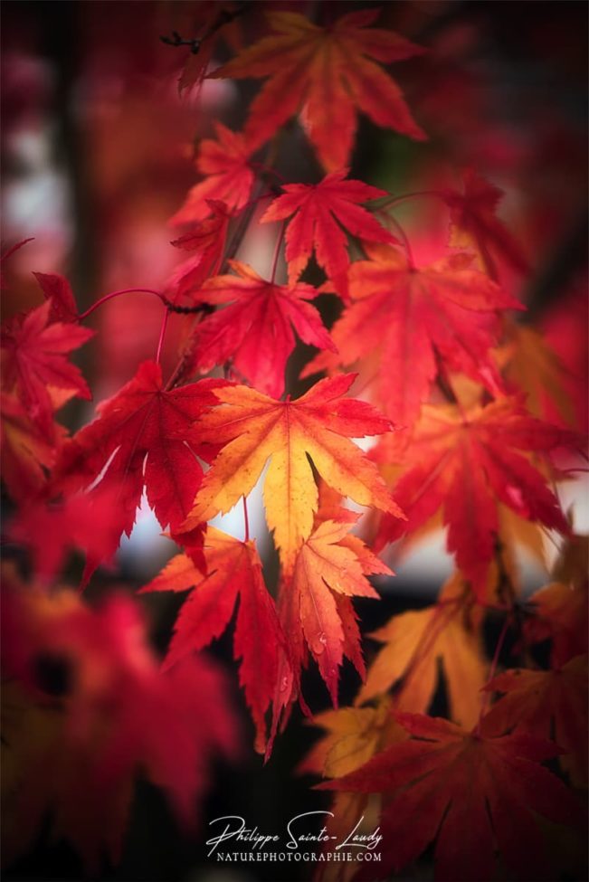 Automne rouge