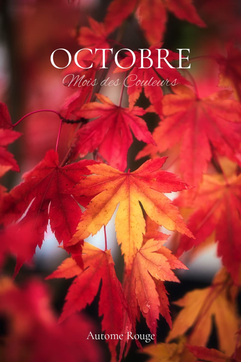 Couleurs d'octobre, le rouge est roi ! Voir les photos