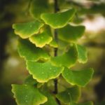 Feuilles de ginkgo au début de l'automne