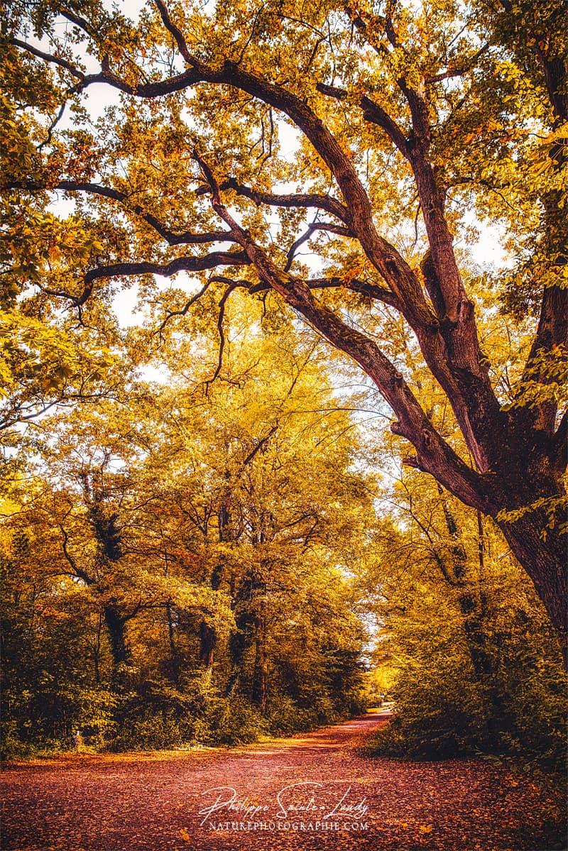 Un chemin dans une forêt en automne