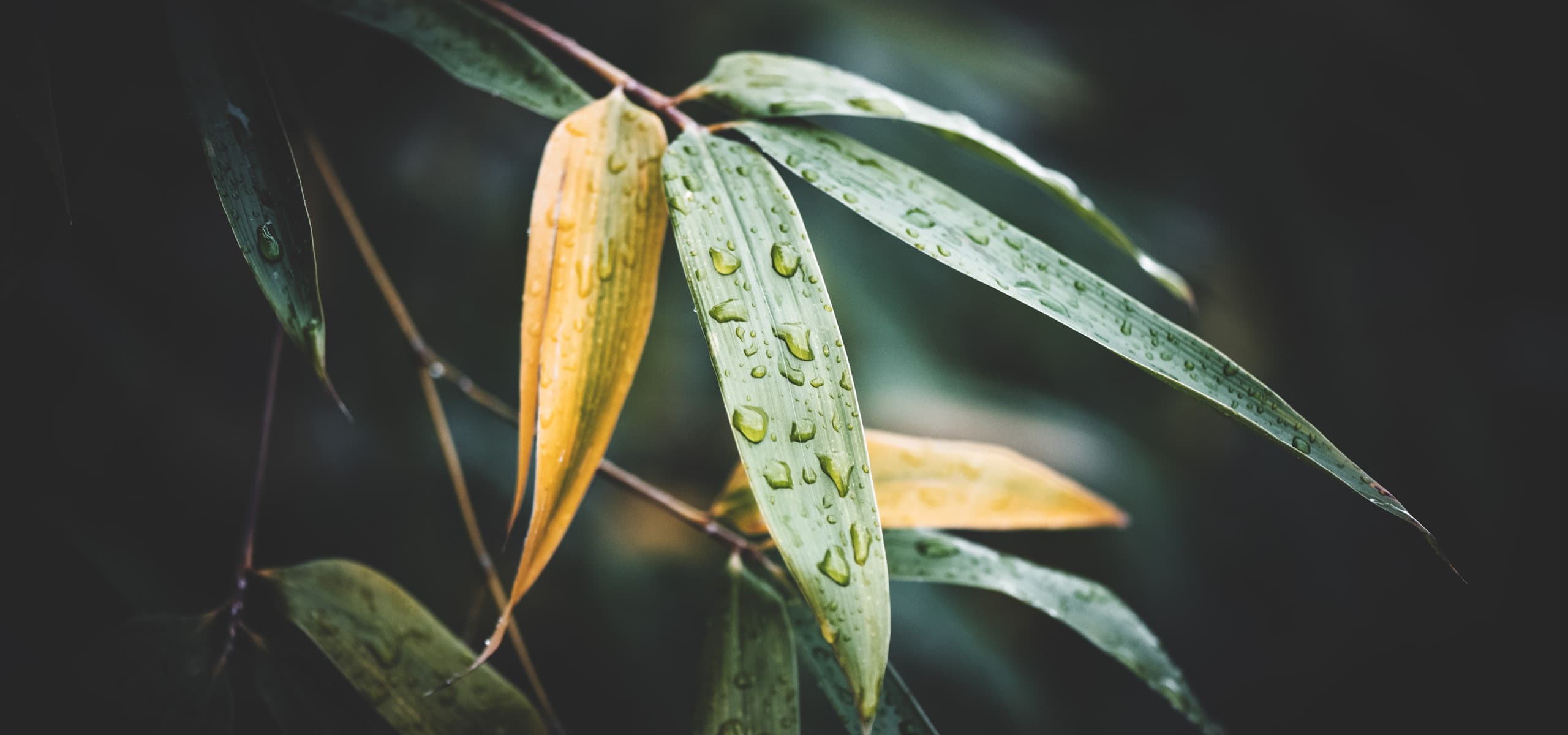 Bambous sous la pluie