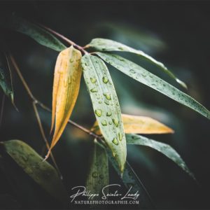 Feuilles de bambous sous la pluie