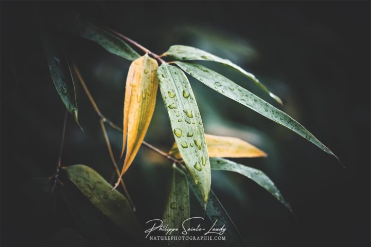 Feuilles de bambous sous la pluie