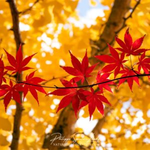 Feuilles rouges et jaunes