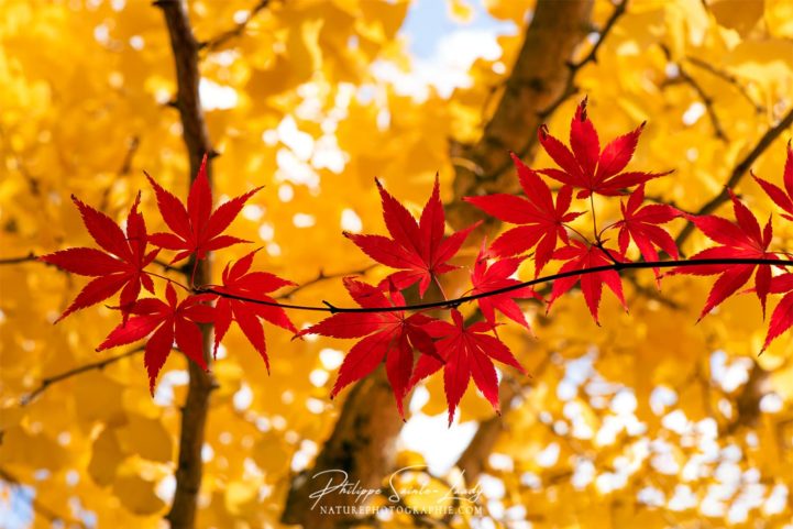 Feuilles rouges et jaunes