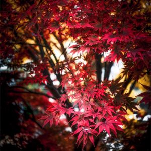Un érable rouge en automne