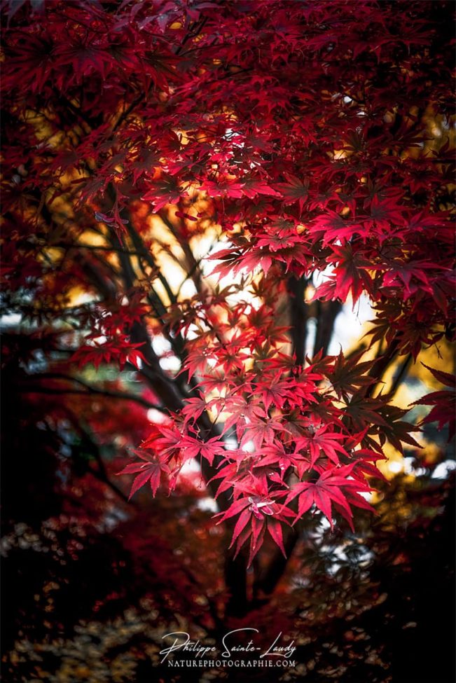 Un érable rouge en automne