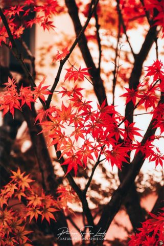 Feuille rouges d'un érable japonais