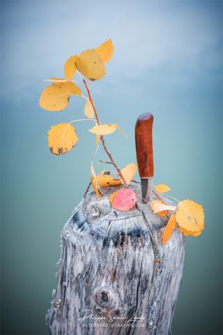 Couteau Roselli en automne