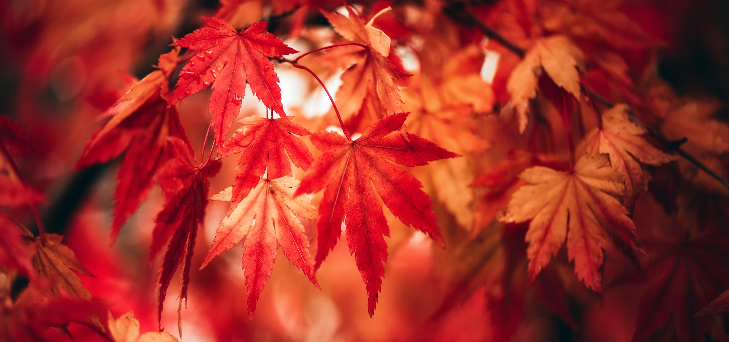 Erable rouge en octobre