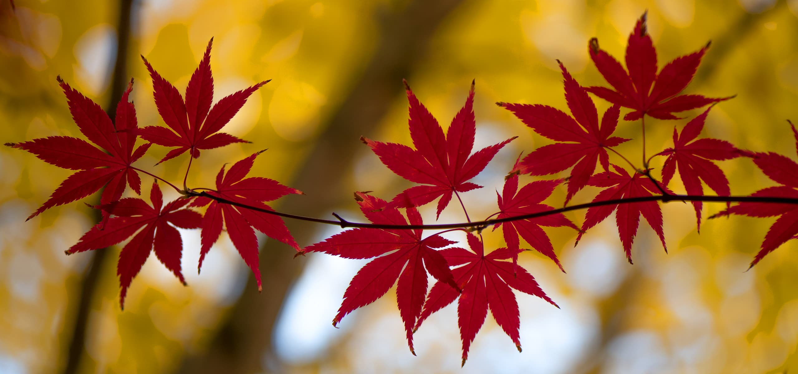 Feuilles rouges sur fond jaune