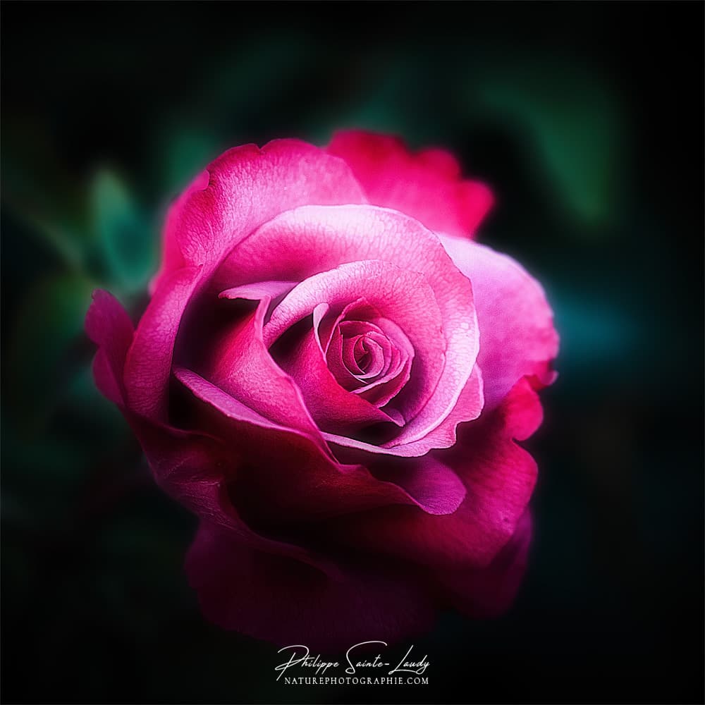 Effet Orton sur une rose