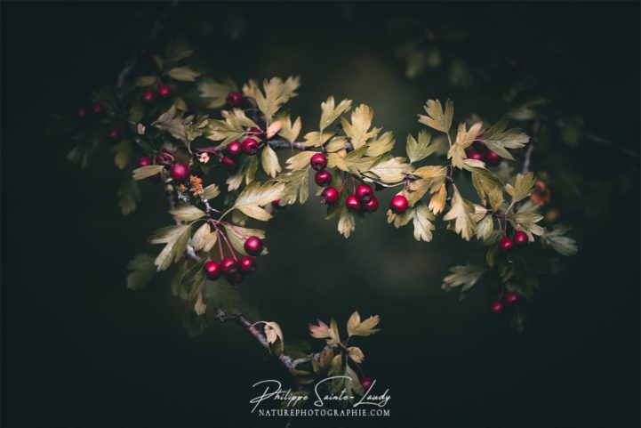 Détails dans la nature