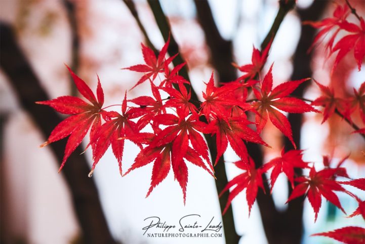 Bouquet de feuilles d'érable en automne