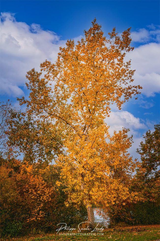 Arbre en automne