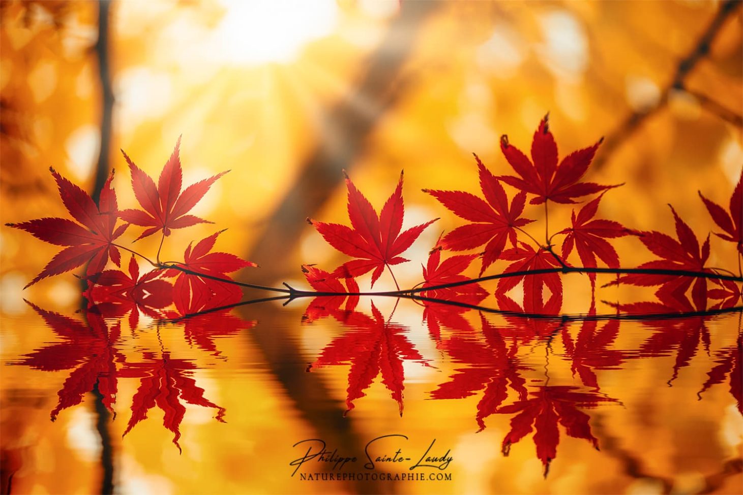 Reflet d'une branche d'érable rouge en automne