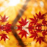 Reflet d'une branche d'érable rouge en automne