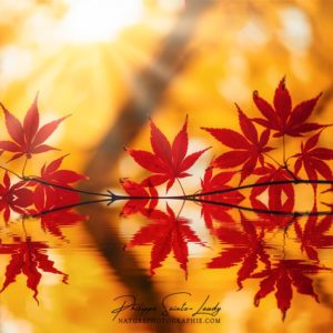 The Sun Shines Even in Autumn Reflet d'une branche d'érable rouge en automne