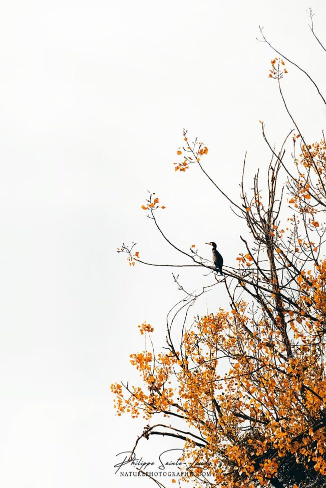 Martin pêcheur sur un arbre