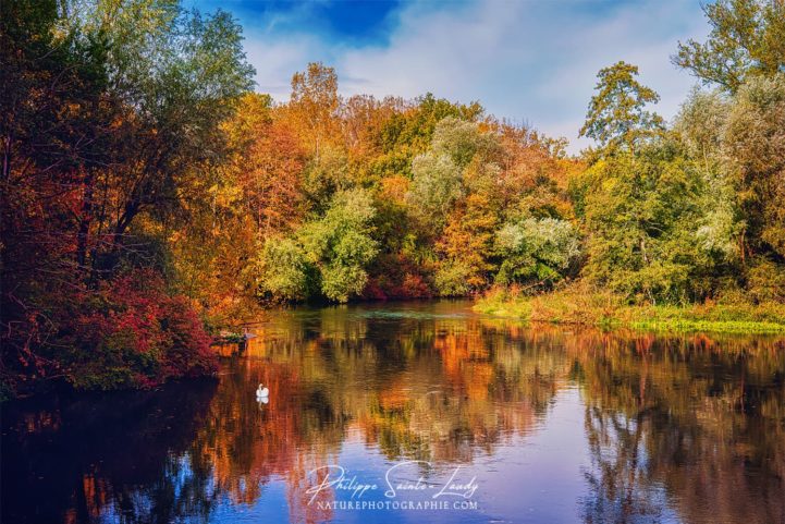 Couleurs de l'automne en forêt