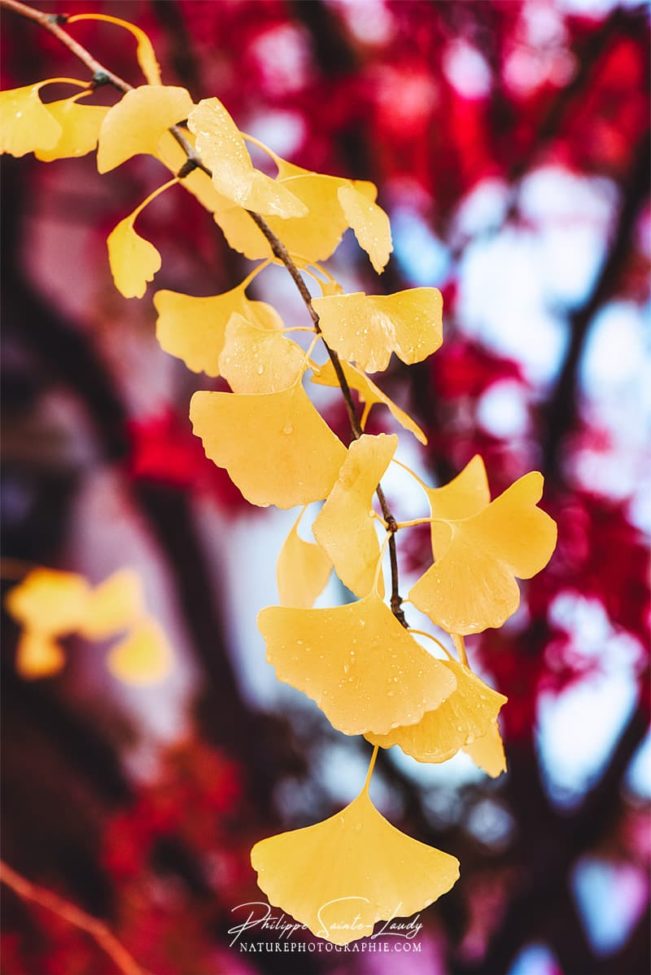 Branche de ginkgo avec des feuilles jaunes