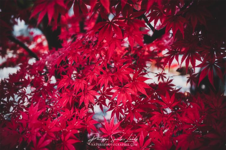 Le rouge de l'érable Japonais