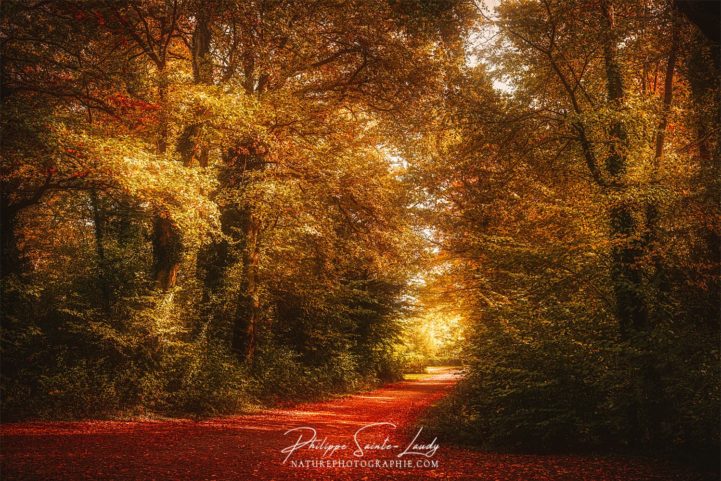 Forêt jaune en automne