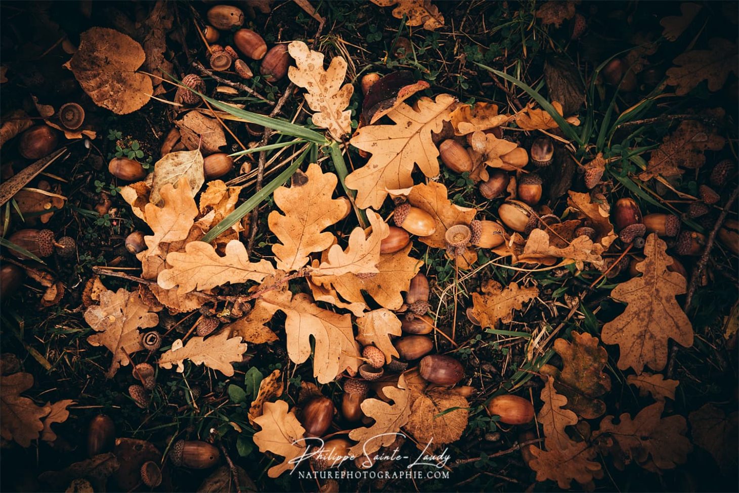 Glands au pied d'un chêne