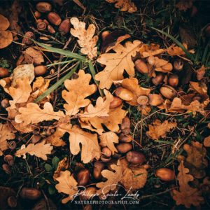 Glands au pied d'un chêne