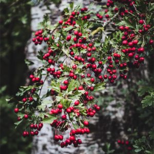 Wild berries Des baies sauvages